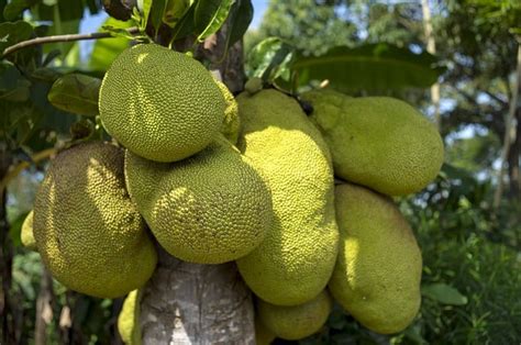 Where to buy jackfruit. Things To Know About Where to buy jackfruit. 